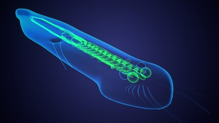 earthworm system anatomy.  3d illustration