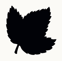 Large vine leaf. Vector drawing