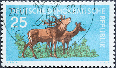 GERMANY, DDR - CIRCA 1959 : a postage stamp from Germany, GDR showing a herd of red deer, Cervus elaphus with large antlers. At the edge of the forest. Forest animals