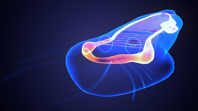 Planaria Flatworm Under The Microscope .3d Illustration
