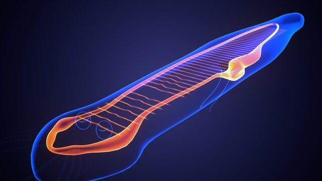 Planaria Flatworm Under The Microscope .3d Illustration
