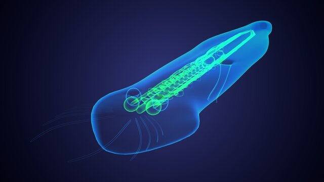 Planaria Flatworm Under The Microscope .3d Illustration
