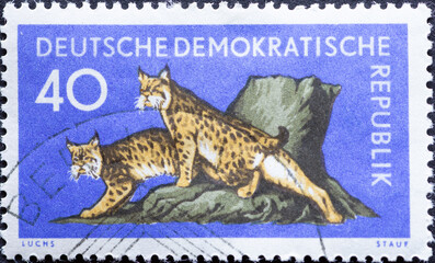 GERMANY, DDR - CIRCA 1959 : a postage stamp from Germany, GDR showing a European lynx, Lynx lynx. on a stump. At the edge of the forest. Forest animals