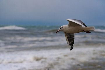 Fototapeta na wymiar Seagulls on the Black Sea during a storm