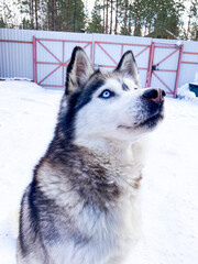 Husky dog ​​is sitting in the snow. Siberian husky with blue eyes in the winter forest.