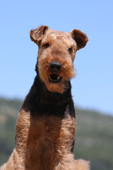 Airedale terrier portrait de face