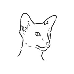 Fototapeta na wymiar Oriental Shorthair cat. Hand drawn style print. Vector illustration.