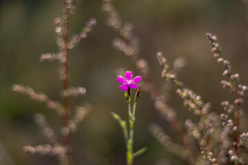 Tiny pink wild flower, beautiful bokeh.