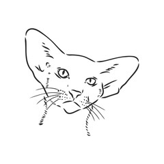Oriental Shorthair cat. Hand drawn style print. Vector illustration.