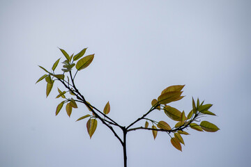 Green and yellow plant leaves abstract  background 