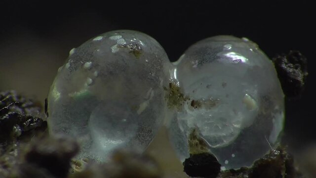 Schneckeneier, Embryos bei der Entwicklung und Bewegung