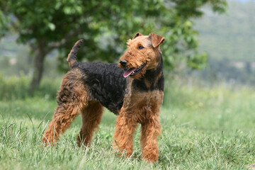 Airedale terrier dans un jardin de profil 