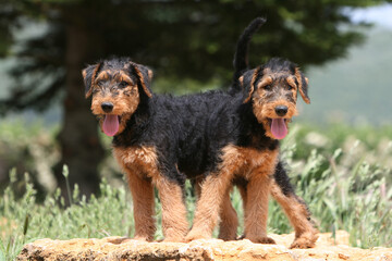 Deux jeunes Airedale terrier debout attentif 