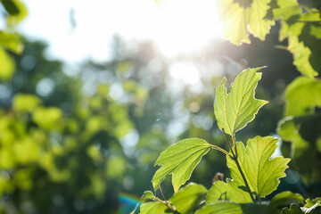 Fototapeta na wymiar Tree branch with green leaves on sunny day, closeup. Space for text