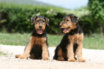 Deux joli chiots Airedale terrier assis attentif 