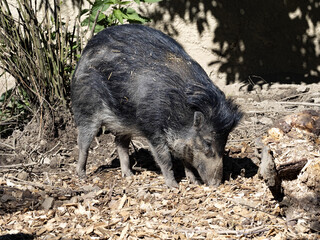 Visayan warty pig Sus cebifrons negrinus, digs in the ground in search of food