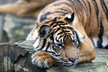 Fototapeta na wymiar The Sumatran Tiger, Panthera tigris sumatrae, rests happily on the trunk