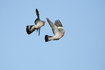 zwei Ringeltauben Balzverhalten im Frühling