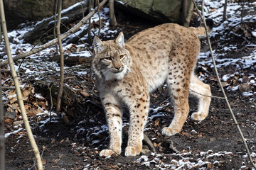The Scandinavian lynx, Lynx lynx lynx, walks and carefully examines the surroundings