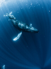Humpback Whale © divedog