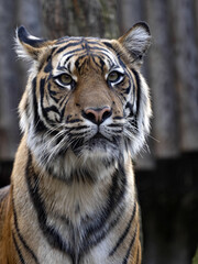 Female, The Sumatran Tiger, Panthera tigris sumatrae, watching intently at potential prey nearby
