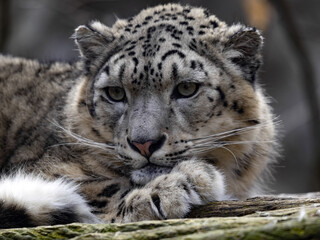 Female Snow leopard, Panthera uncia, resting comfortably. on the trunk