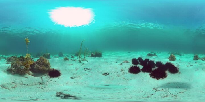 Sea urchins on the sandy bottom in clear crystal water. Sea urchin Echinothrix diadema. 360VR Video.
