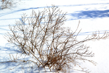 winter, shrub on white snow