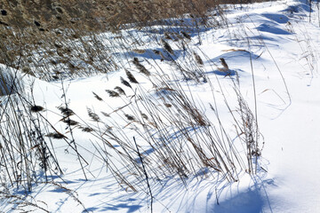 reeds and sedge in the swamp in winter