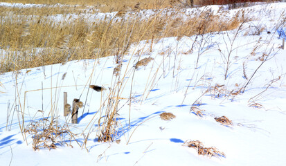 reeds and sedge in the swamp in winter
