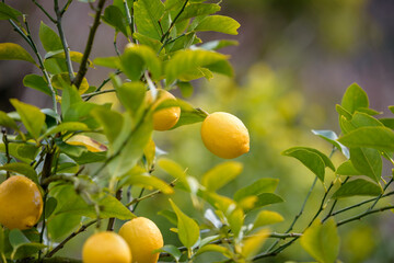 Fruit of lemon, on the branch