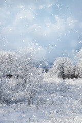 Plants covered with hoarfrost outdoors on winter morning
