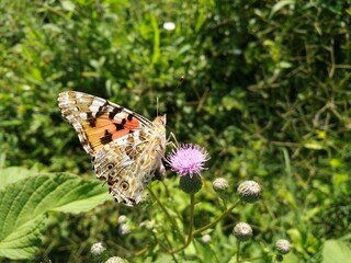 butterfly on a flower