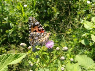 butterfly on a flower
