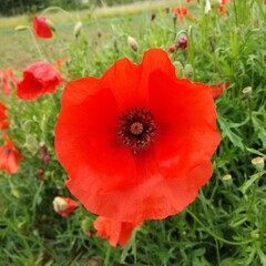 Fototapeta premium red poppy flower