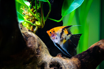 Koi Angelfish (Pterophyllum scalare) isolated in tank fish