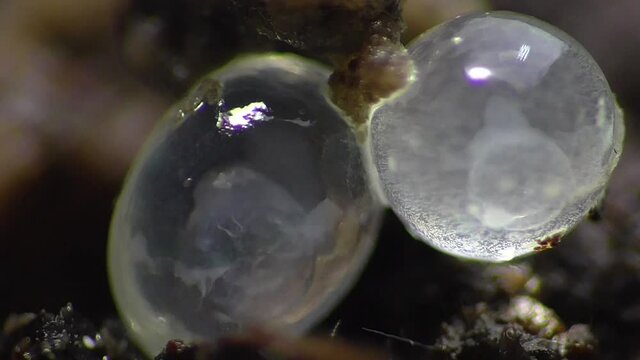 Schneckeneier, Embryos bei der Entwicklung und Bewegung
