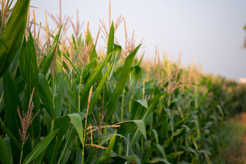 Corn fields in the fog fill the morning sky