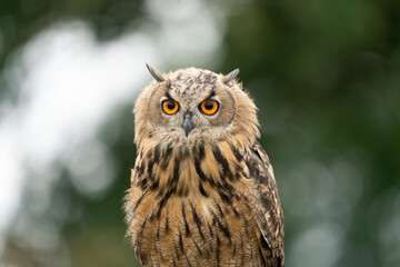 Eurasian Eagle Owl head, Bubo bubo, a large species of Eagle Owl. Sit in a tree, red eyes staring at you. One of the largest species of owls