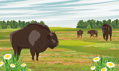 A herd of European bison Bison bonasus in a floodplain meadow with chamomiles and herbs. Males, females and calves European wood bison. The wisent or the zubr. Realistic vector wild animals of Europe. © AnnstasAg