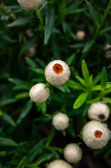 White flowers in the garden