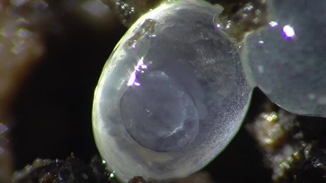 Schneckeneier, Embryos bei der Entwicklung und Bewegung