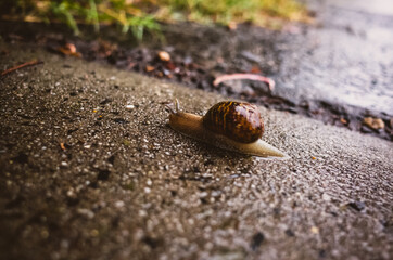 Snail on the ground