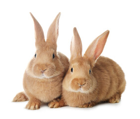 Cute bunnies isolated on white. Easter symbol