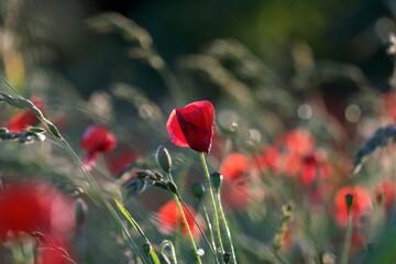 Obraz premium Field of poppies in the sun in Nottinghamshire, England.
