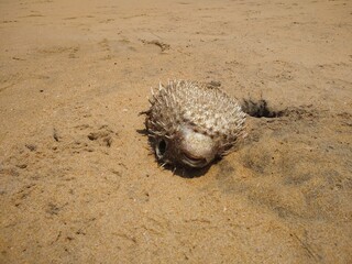 Dead pufferfish on the beach © SISYPHUS_zirix