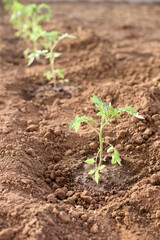 Newly planted tomato plant in a vegetable garden in the spring