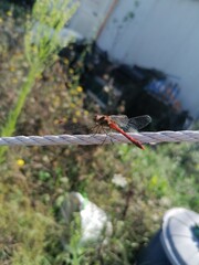 red headed woodpecker