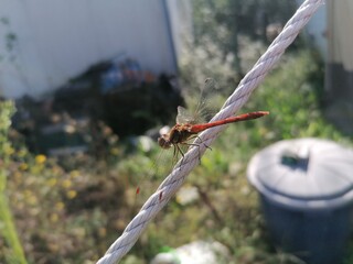 dragonfly on a branch