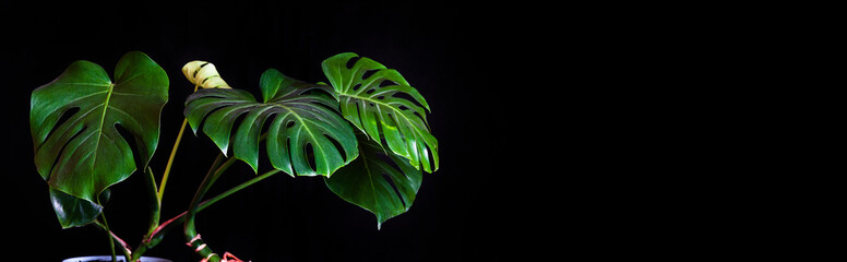 banner with an exotic tropical monstera plant with green leaves on a black background with a copy space © Andrey Solovev